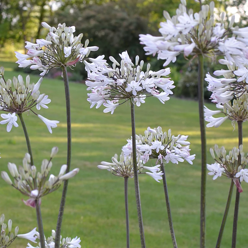 Agapanthus Graphite® White TurK8 - Schmucklilie
