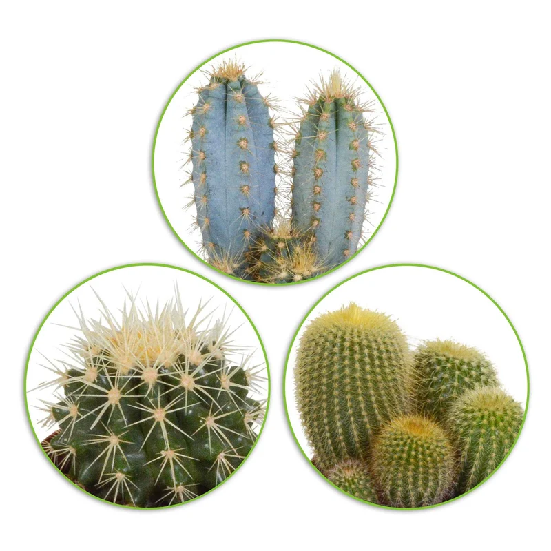 Kaktus Mischung (x3)