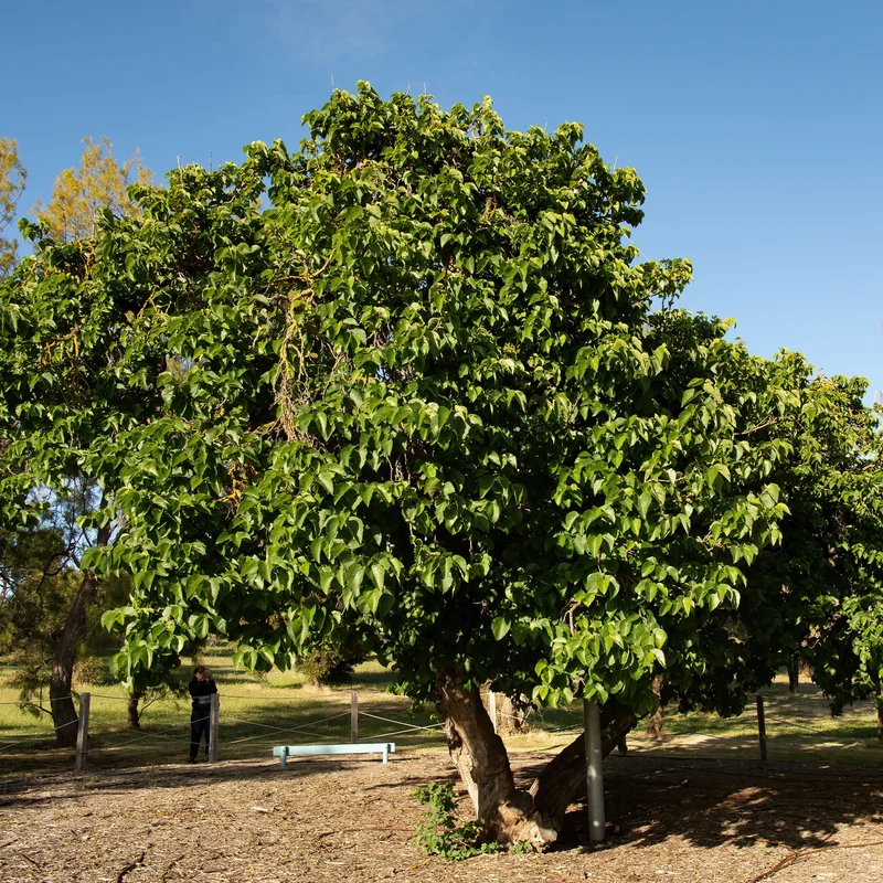 Maulbeere 'Mulle'