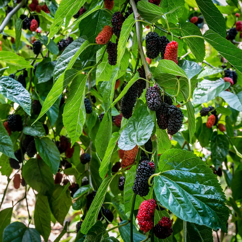 Maulbeere 'Mulle'