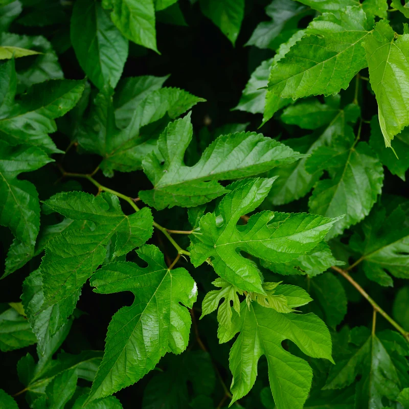 Maulbeere 'Mulle'