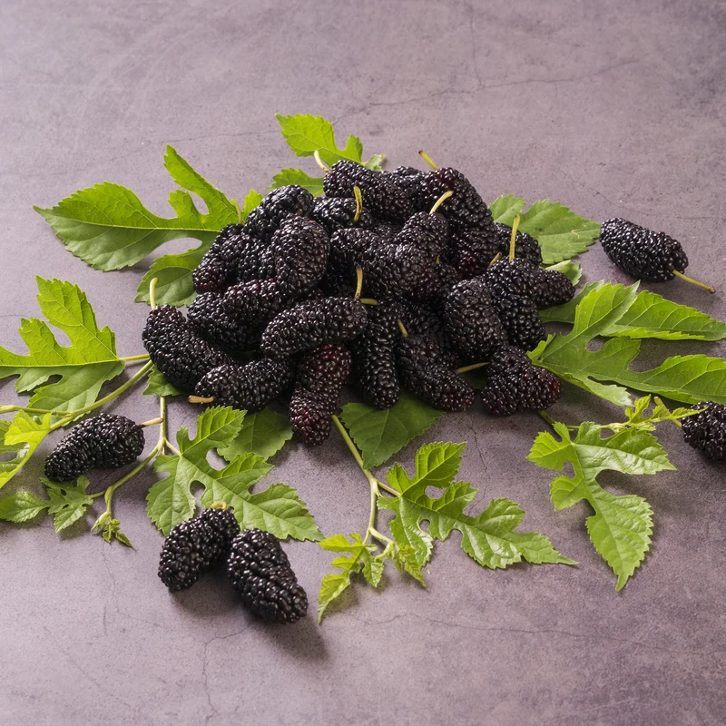 Maulbeere 'Mulle'