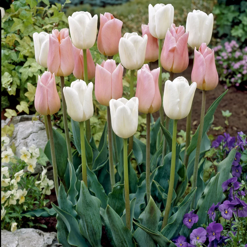 Tulpen 'Sweet Candy' Mischung (x10)