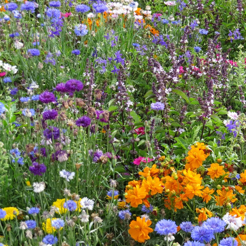 Bienen- & Schmetterlingsblumen Mischung