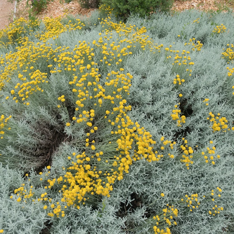 Graues Heiligenkraut