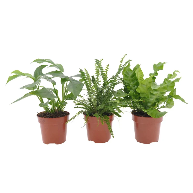Bad-Zimmerpflanzen-Kollektion (x3)