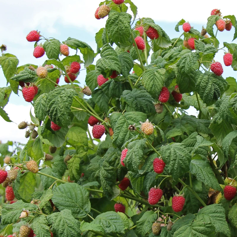 Himbeere 'Malling Promise'