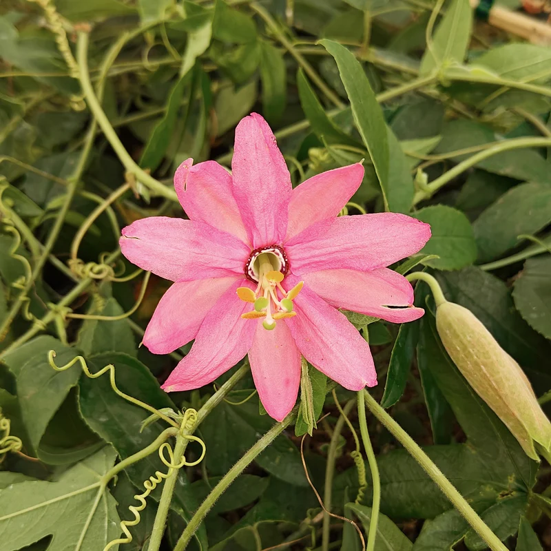 Bananen-Passionsblume