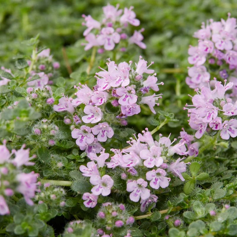 Sand-Thymian Elfin