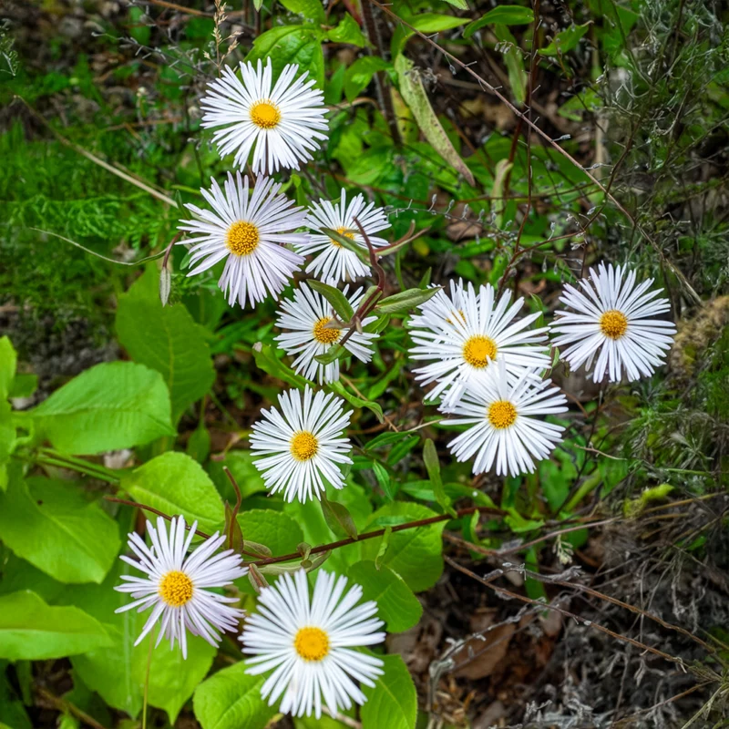 Feinstrahl Sommerneuschnee