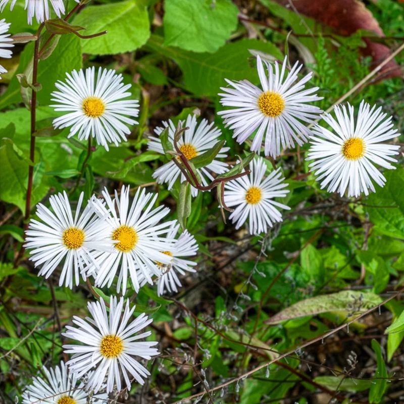 Feinstrahl Sommerneuschnee