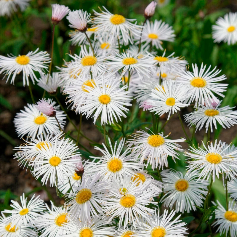 Feinstrahl Sommerneuschnee