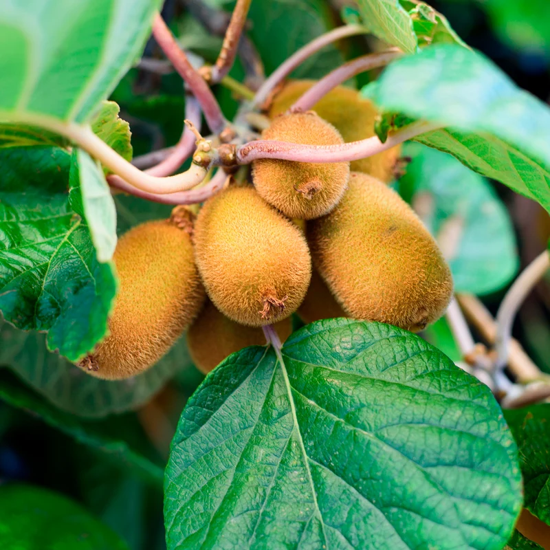 Kiwi Solo