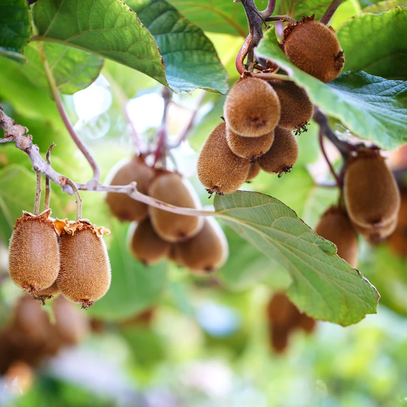 KIWI - Chinesischer Strahlengriffel Herma