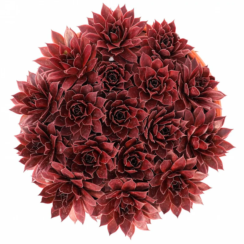Sempervivum Chick Charms ® Strawberry Kiwi
