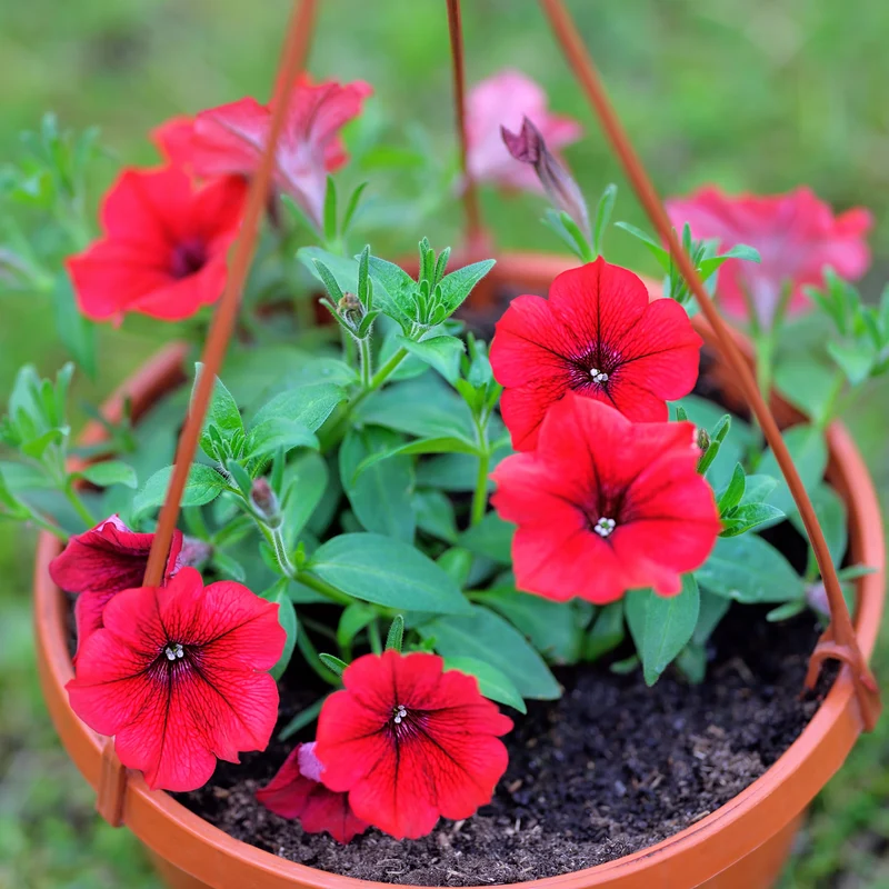 Rote Hängepetunie