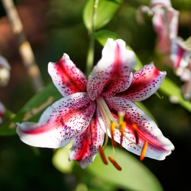 Orientalische Lilie 'Star Gazer'