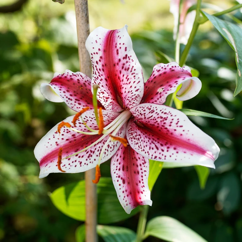 Orientalische Lilie 'Star Gazer'