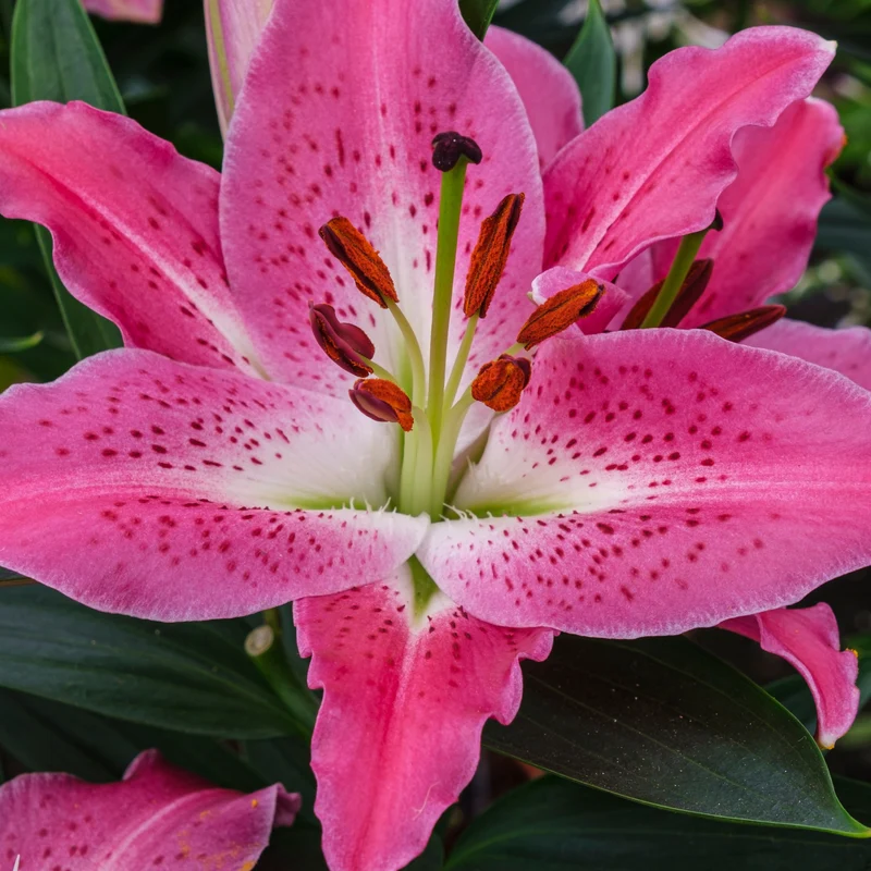 Orientalische Lilie 'Star Gazer'