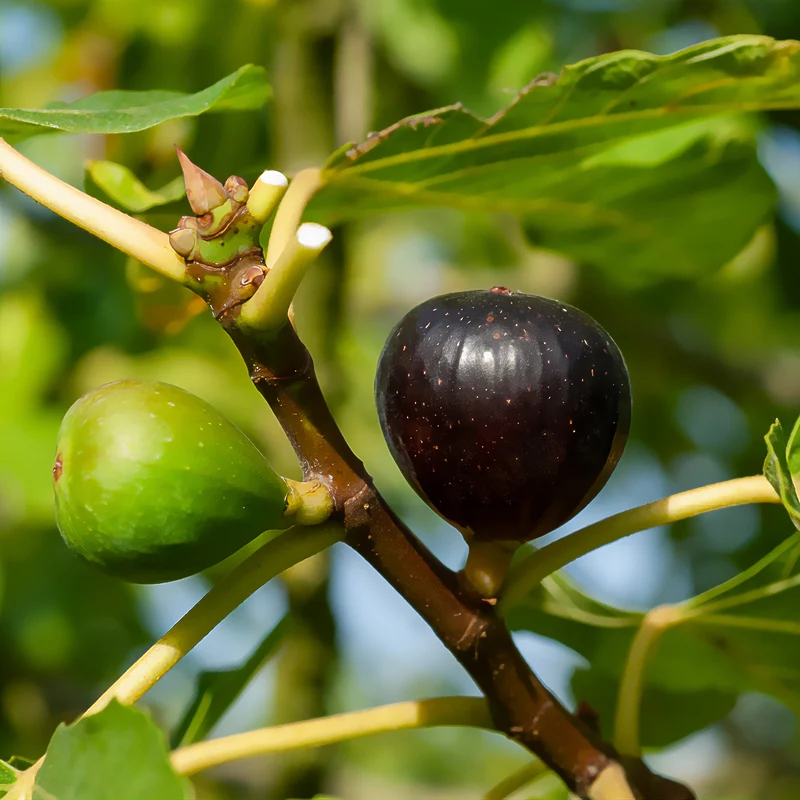 Feige ‘Ronde de Bordeaux’