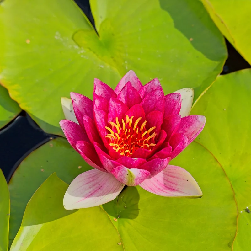 Seerose 'Attraction'