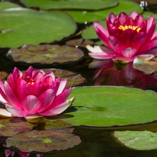 Seerose 'Attraction'