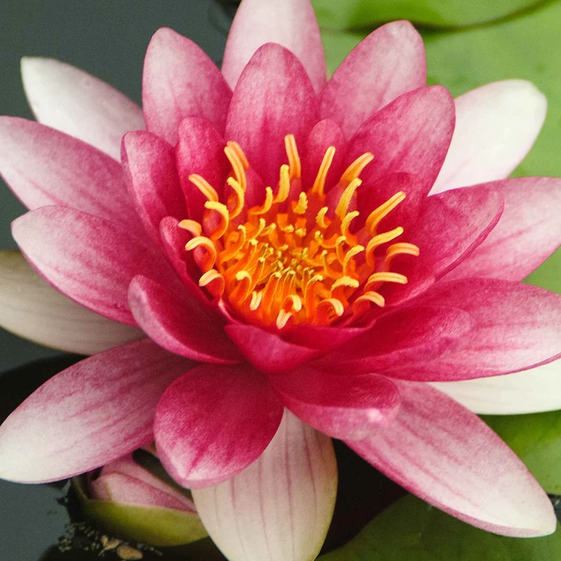 Seerose 'Attraction'