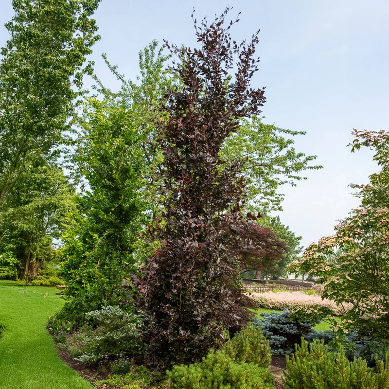 Säulenblutbuche Dawyck Purple