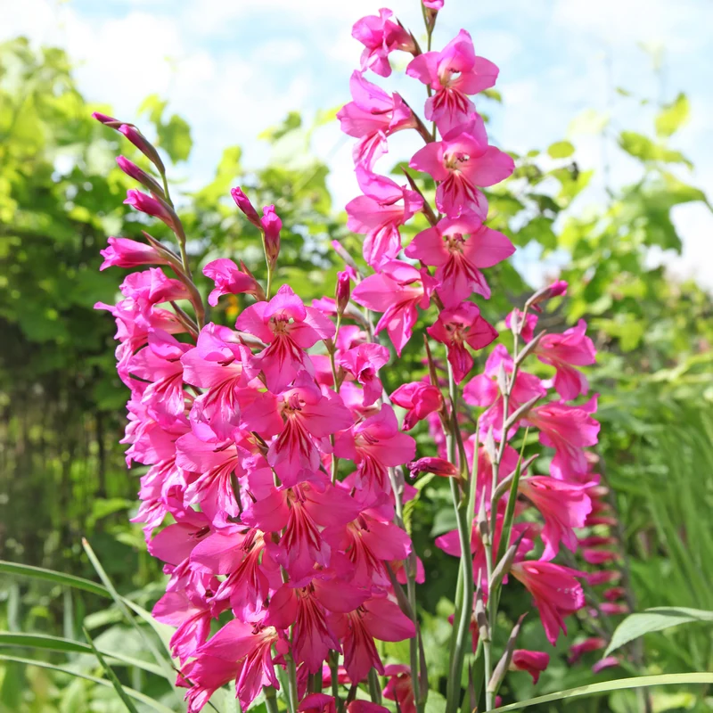 25 Zwerggladiolen rosa