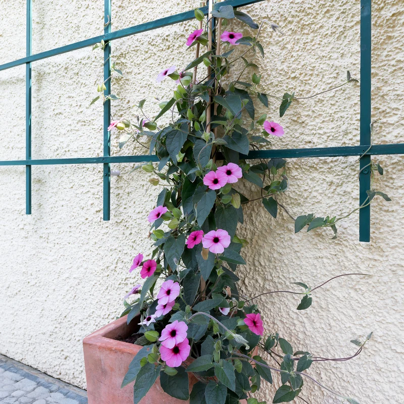 Thunbergia alata Sunny Suzy Rose Sensation