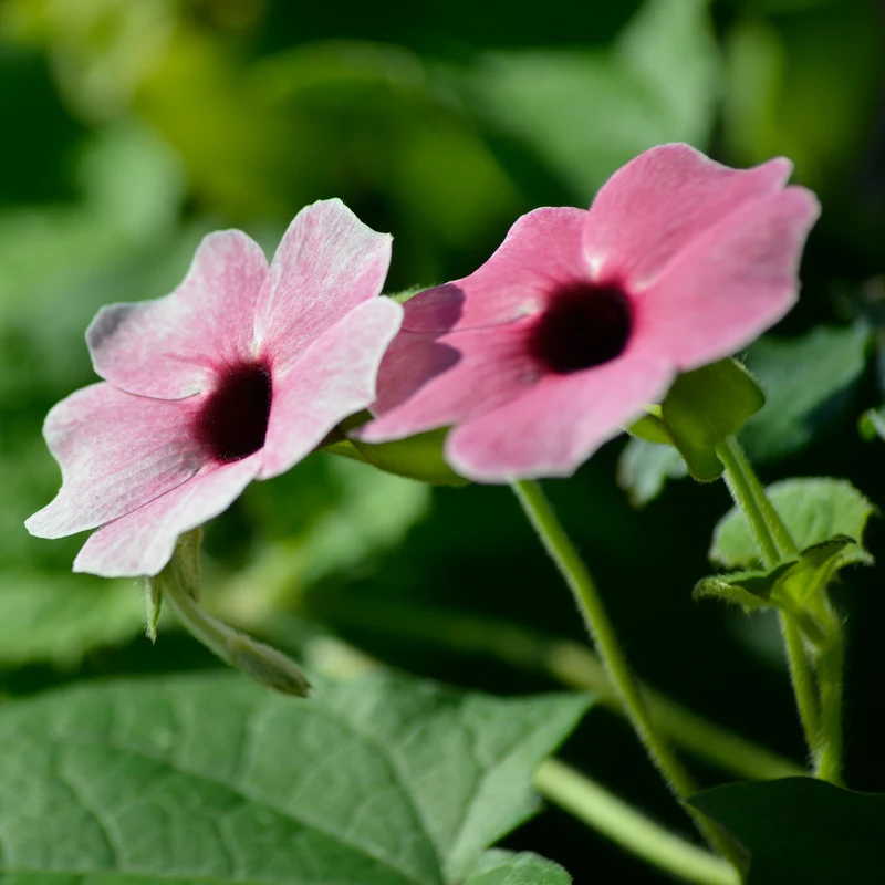Thunbergia alata Sunny Suzy Rose Sensation