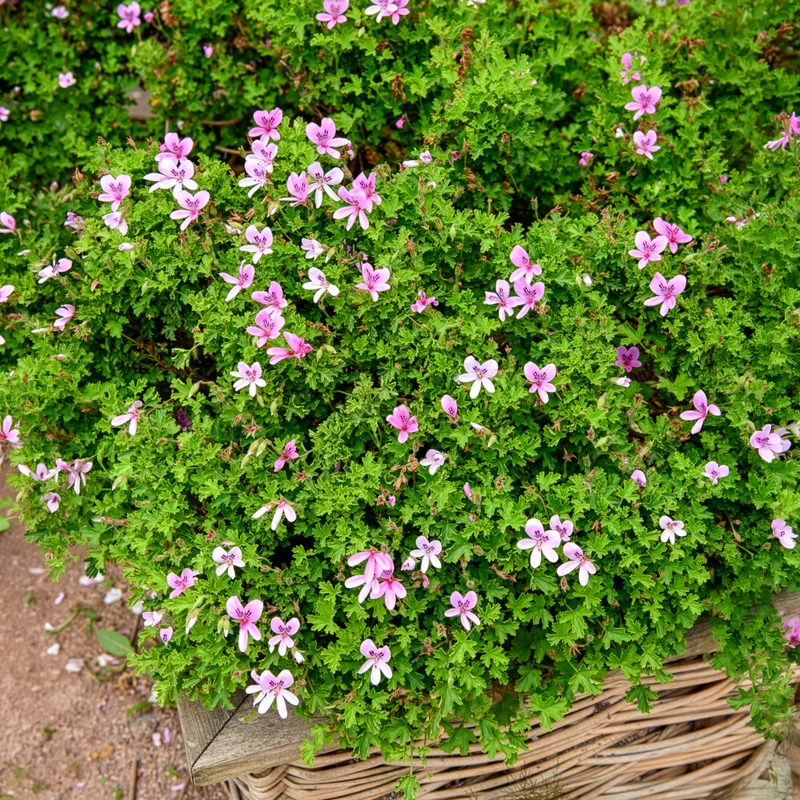 Rosenduft-Geranie