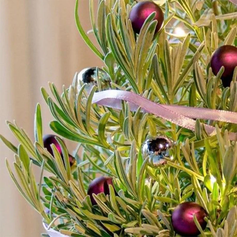 Lavendel ' Weihnachtsbaum'