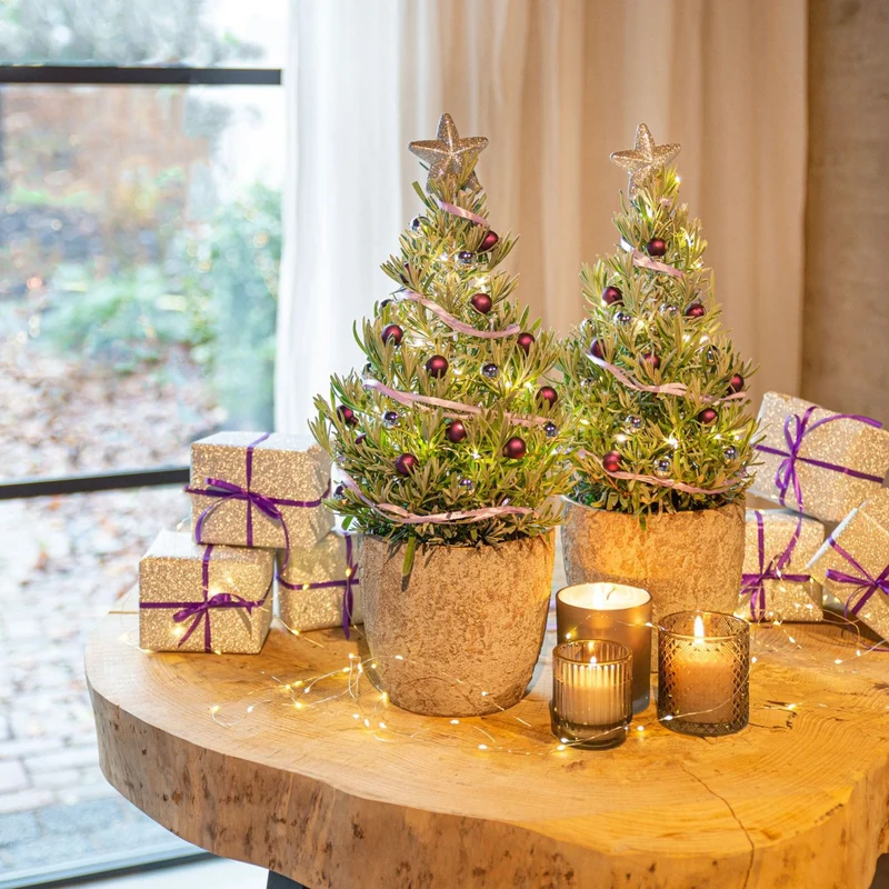 Lavendel ' Weihnachtsbaum'