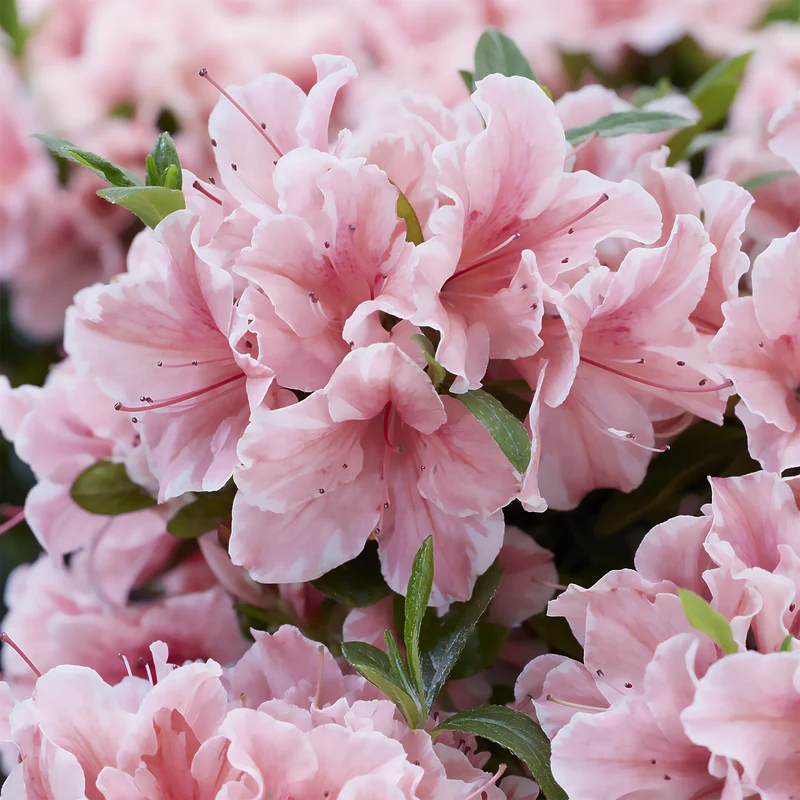 Japanische Azalee ‘Encore Sunburst’®