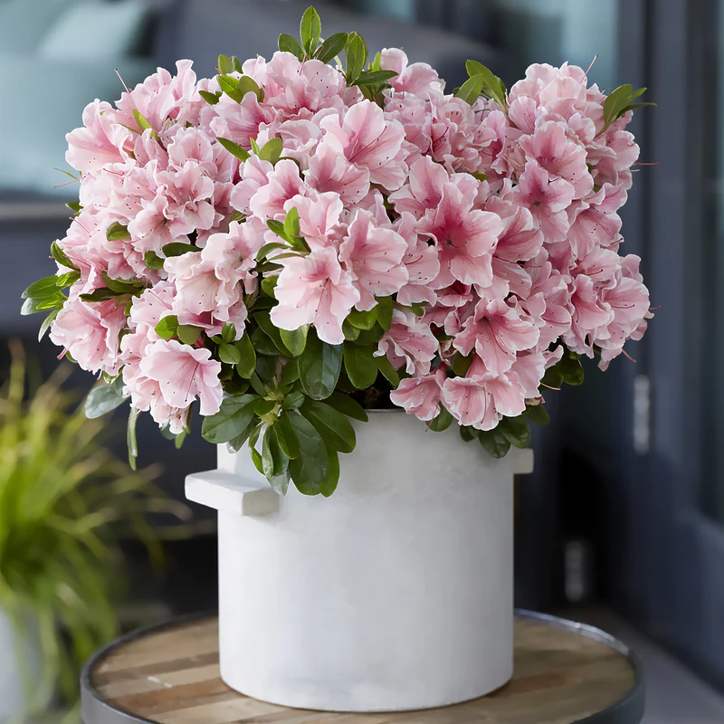 Japanische Azalee ‘Encore Sunburst’®