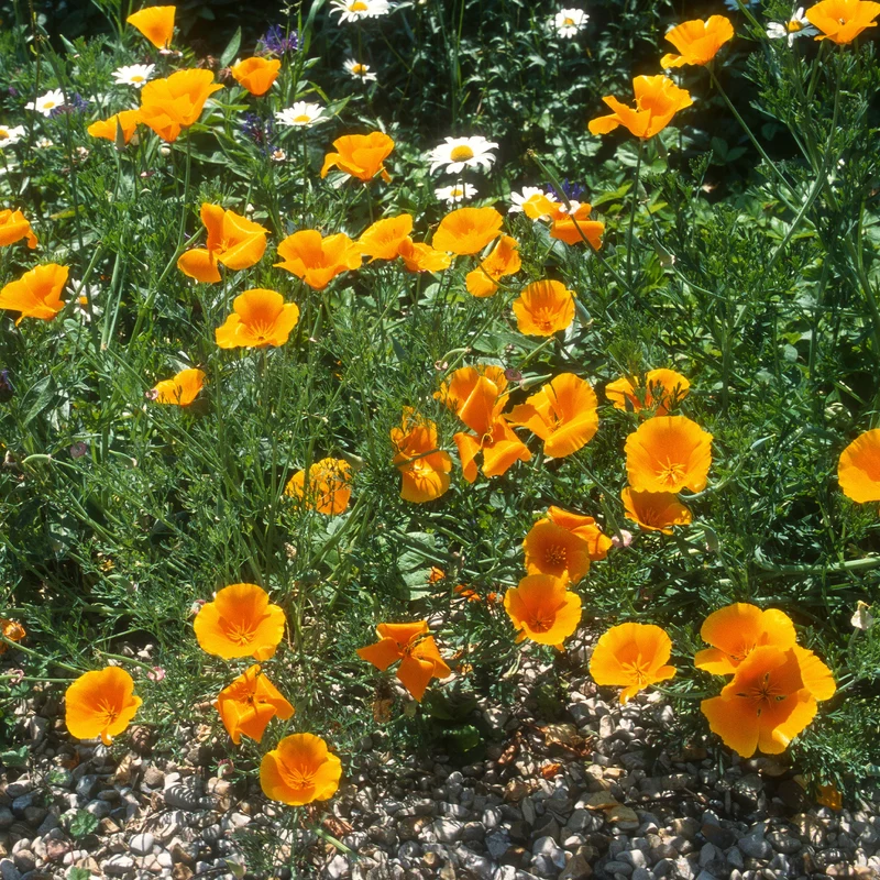 Kalifornischer Goldmohn