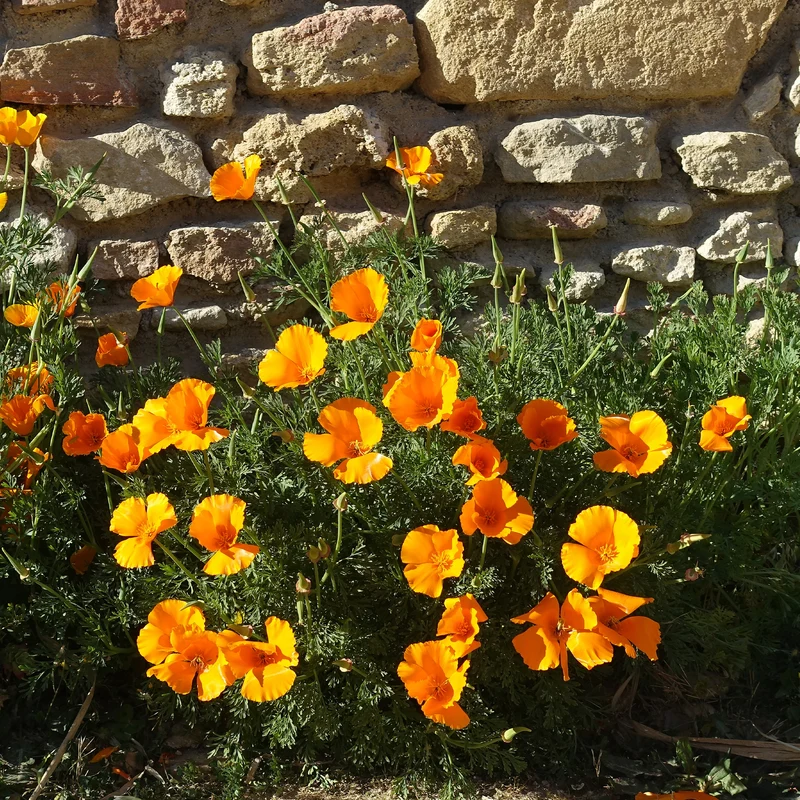 Kalifornischer Goldmohn