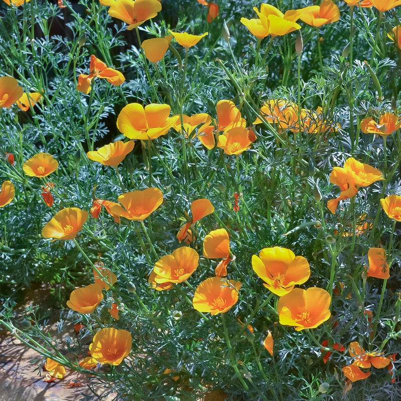 Kalifornischer Goldmohn
