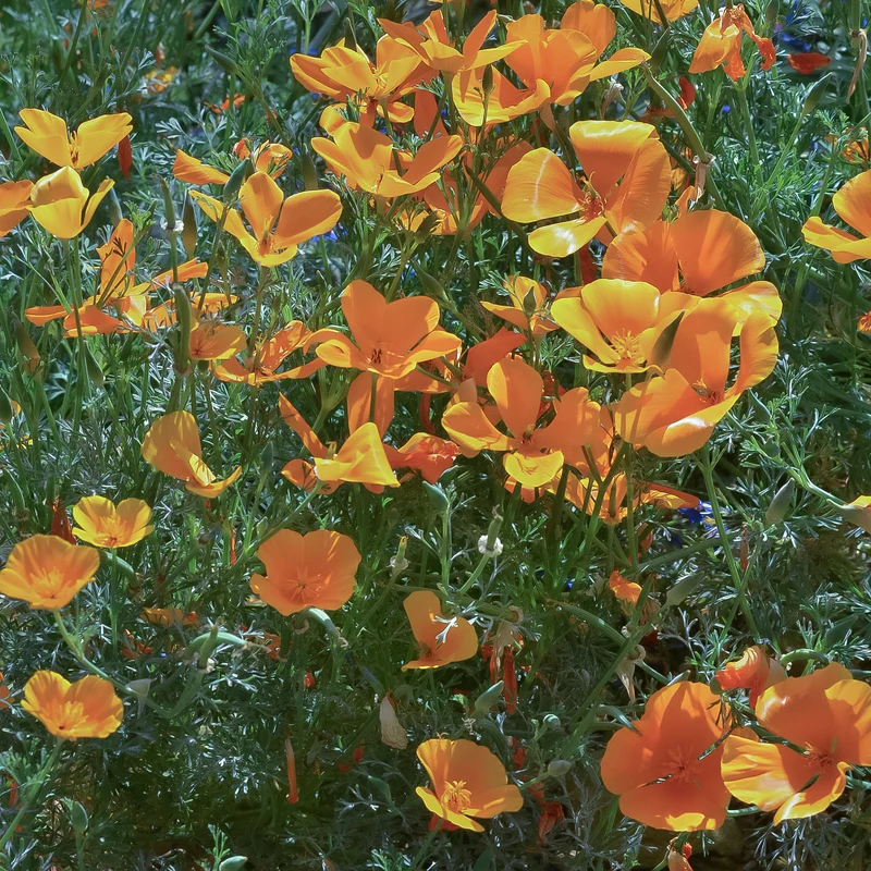 Kalifornischer Goldmohn