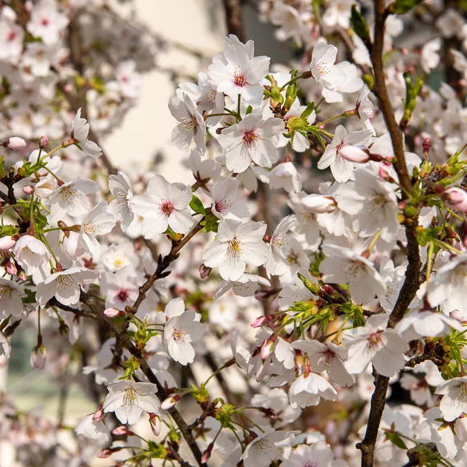 Japanische Blütenkirsche