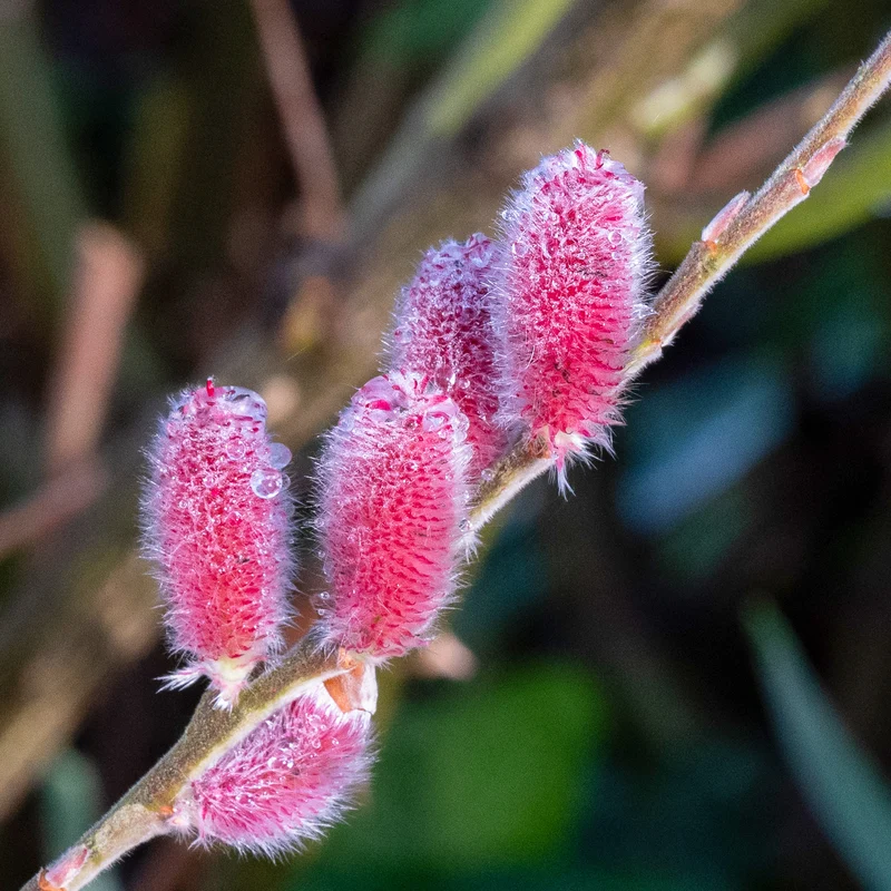 Rosa Riesenweidekätzchen 'Mount Aso'