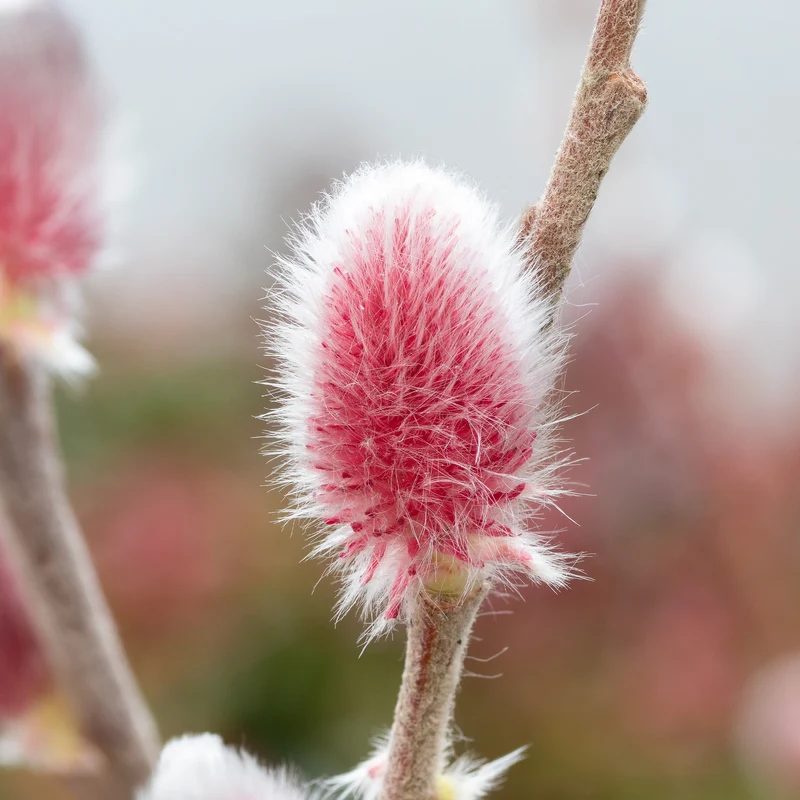 Rosa Riesenweidekätzchen 'Mount Aso'