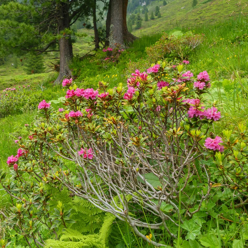 Japanische Azalee Lilac Surprise