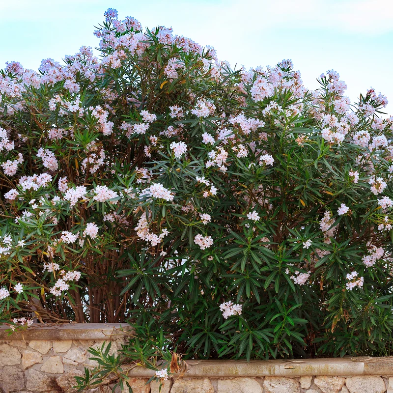 Oleander Harriet Newding