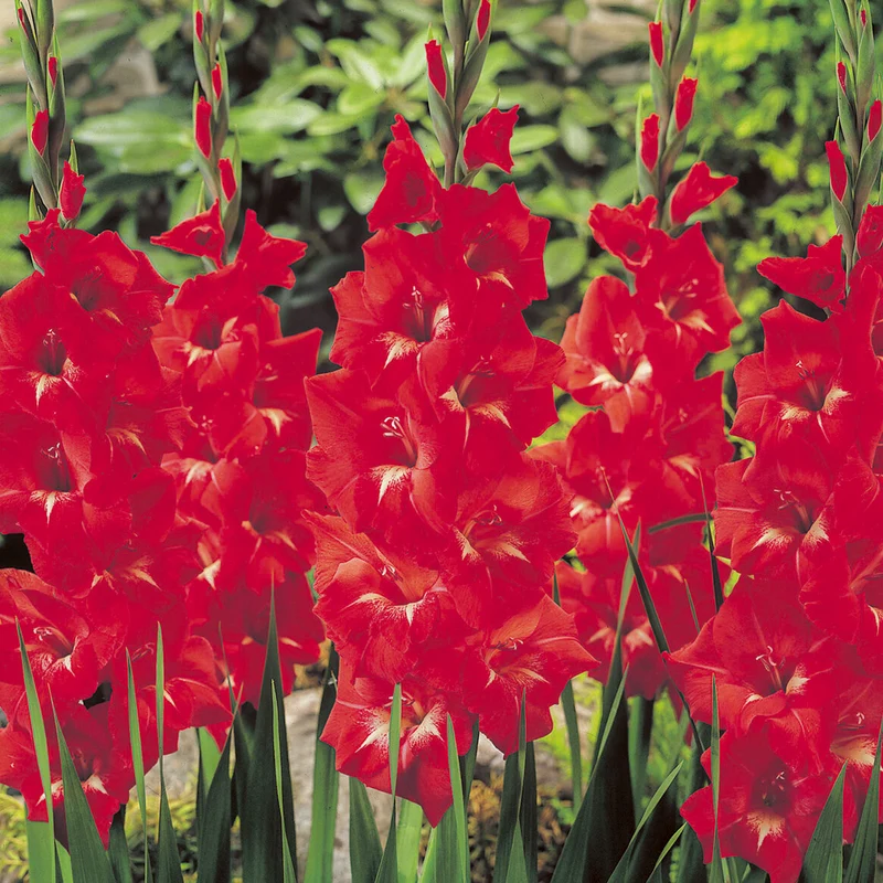 Gladiole ‘Traderhorn’