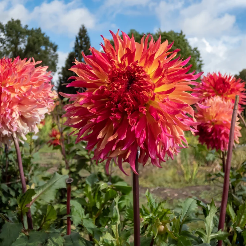 Dahlie ‘Myrtle’s Folly’