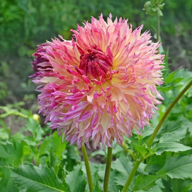 Dahlie ‘Myrtle’s Folly’