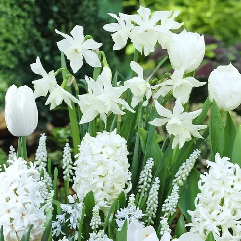 Blumenzwiebeln Weiße Rand-Mischung (x35)