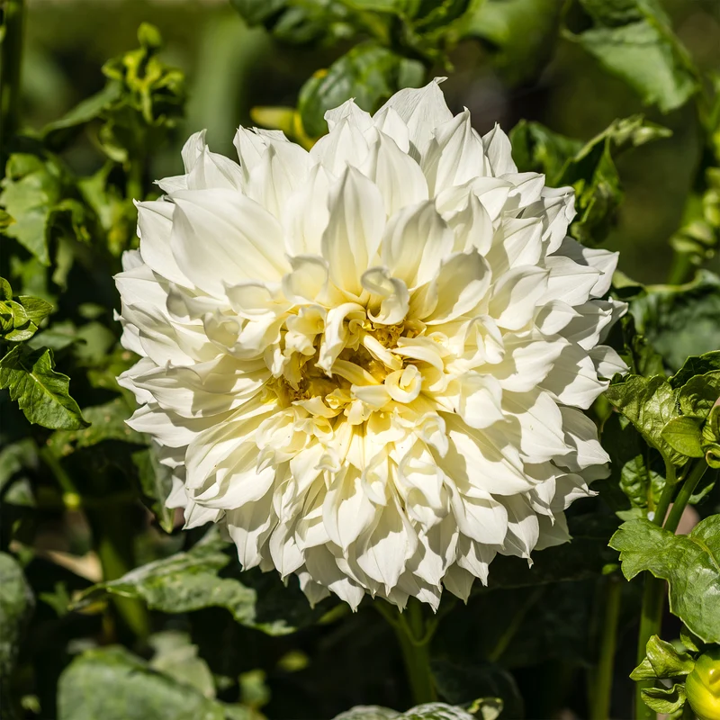 Dahlie 'Fleurel' (x3)